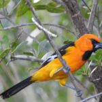 Merida: Birdwatching Tour in the Jungle and Coastline - Why This Tour Offers Great Value