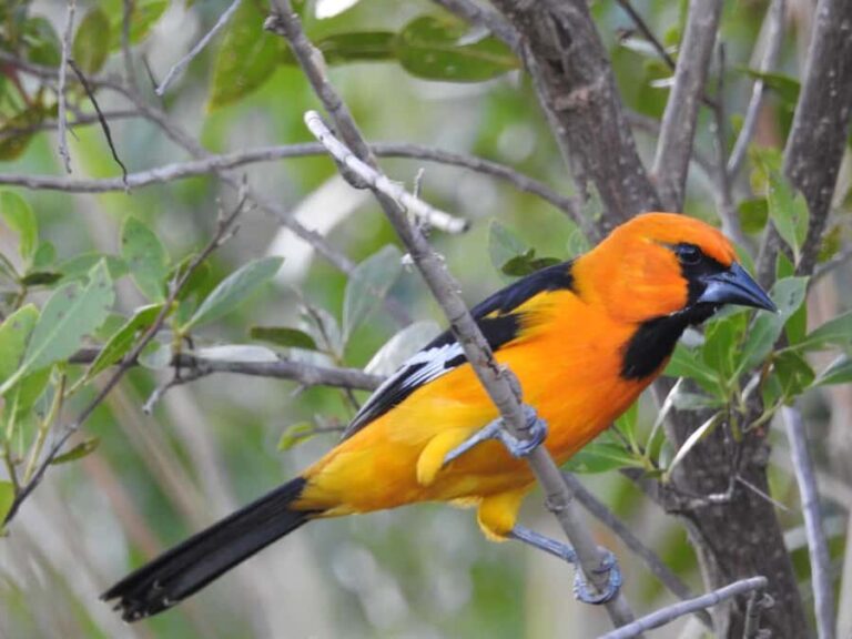 Merida: Birdwatching Tour in the Jungle and Coastline - Why This Tour Offers Great Value