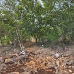 Merida: Hiking, Caving and Bat Watching Tour in the Yucatan - Practical Details and What to Bring