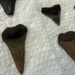 Mermaid Pirate Tours - What You’ll Love About This Eco-Tour