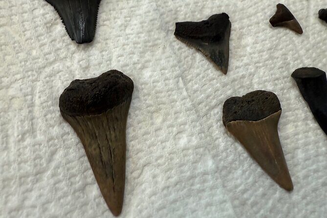 Mermaid Pirate Tours - What You’ll Love About This Eco-Tour