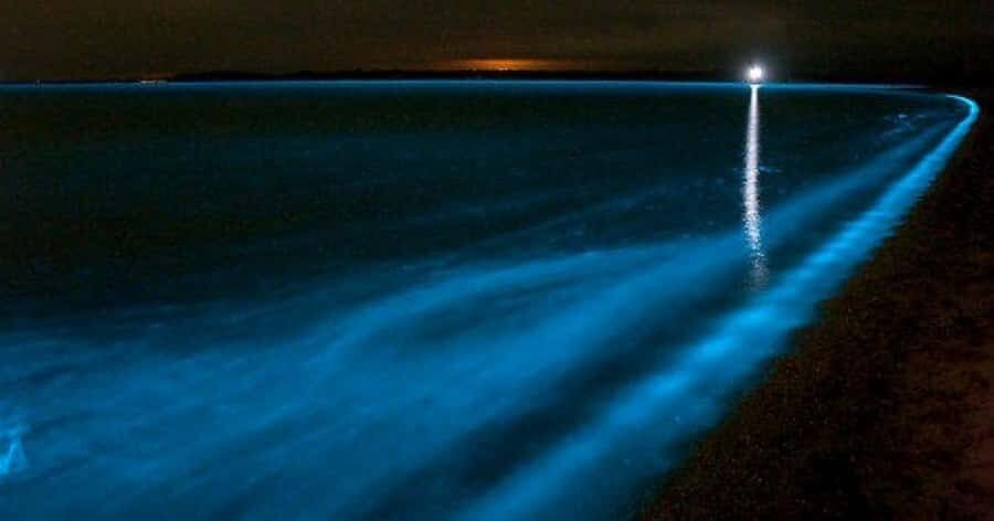 Merritt Island: Banana River, Canaveral Locks and Port Tour - The Group Experience: Intimate and Informative