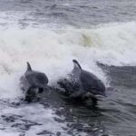 Merritt Island: CraigCat Rental - What to Expect on Your Merritt Island CraigCat Rental