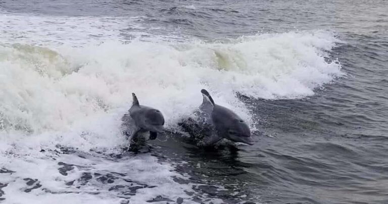 Merritt Island: CraigCat Rental - What to Expect on Your Merritt Island CraigCat Rental