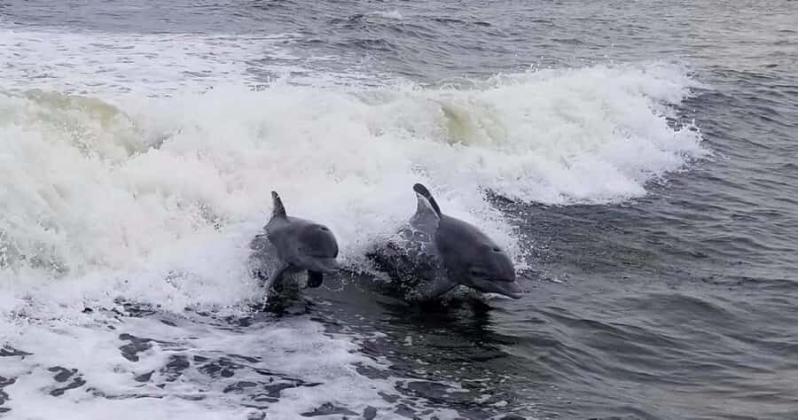 Merritt Island: CraigCat Rental - What to Expect on Your Merritt Island CraigCat Rental