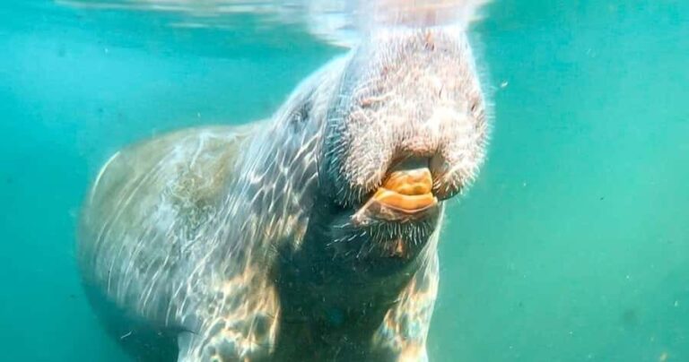 Merritt Island: Dolphin & Manatee Paddle Adventure - Final Thoughts: Is It Worth It?