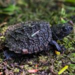 Mersey River Quickie Adventure - 2 Hours - Who Should Consider This Tour?