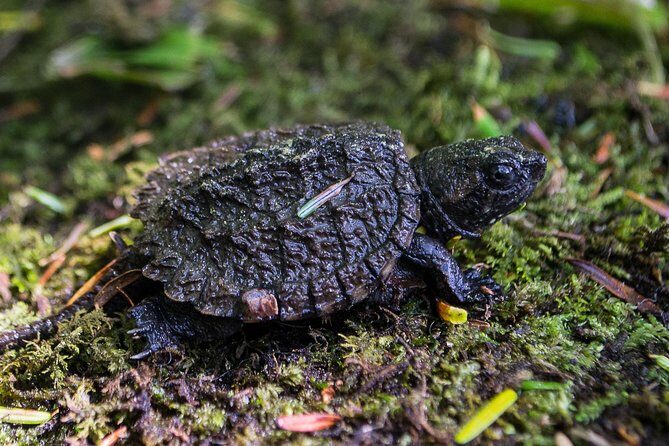 Mersey River Quickie Adventure - 2 Hours - Who Should Consider This Tour?