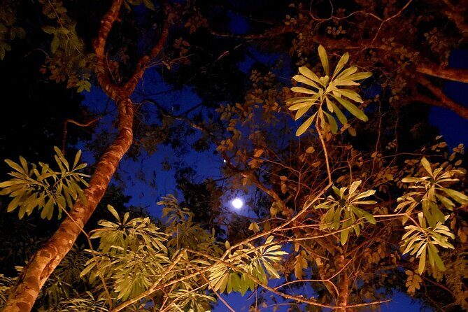 Mexican Moonshine & Flavorful Tacos in the jungle - Key Points