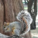 Mexico City: Chapultepec Park Bike Tour - The Practical Side: What to Expect