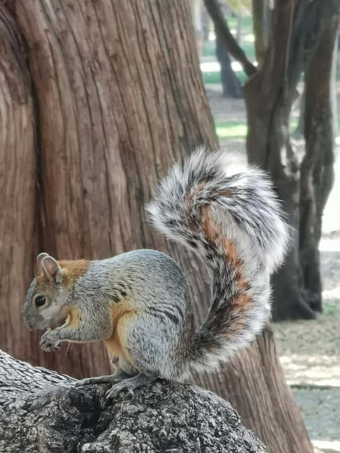 Mexico City: Chapultepec Park Bike Tour - The Practical Side: What to Expect