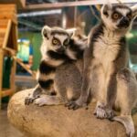 Mexico City: Entry Ticket to Acuario Michin - How the Experience Fits Into Your Trip