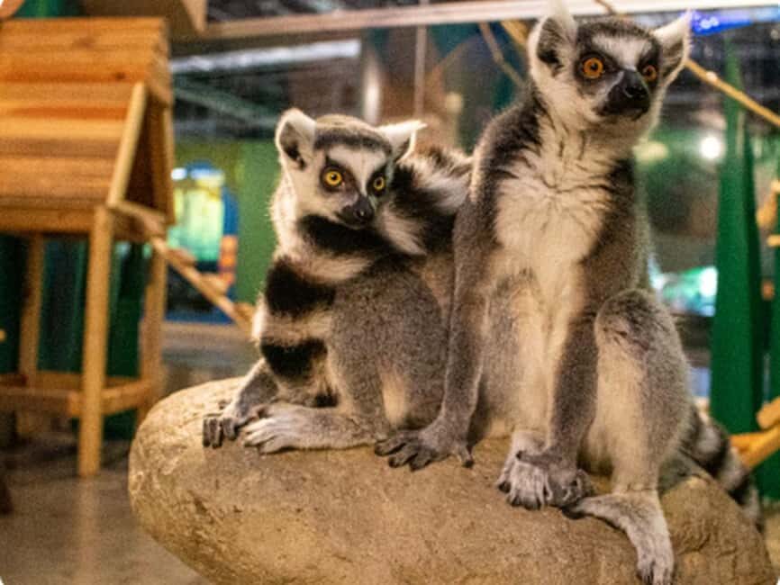 Mexico City: Entry Ticket to Acuario Michin - How the Experience Fits Into Your Trip