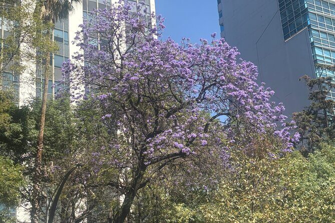 Mexico City Highlights Walking Tour - Practicalities and What You’ll Get for Your Money