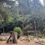 Mexico City: Hiking tour to the Desert of the Lions - The Value of This Tour