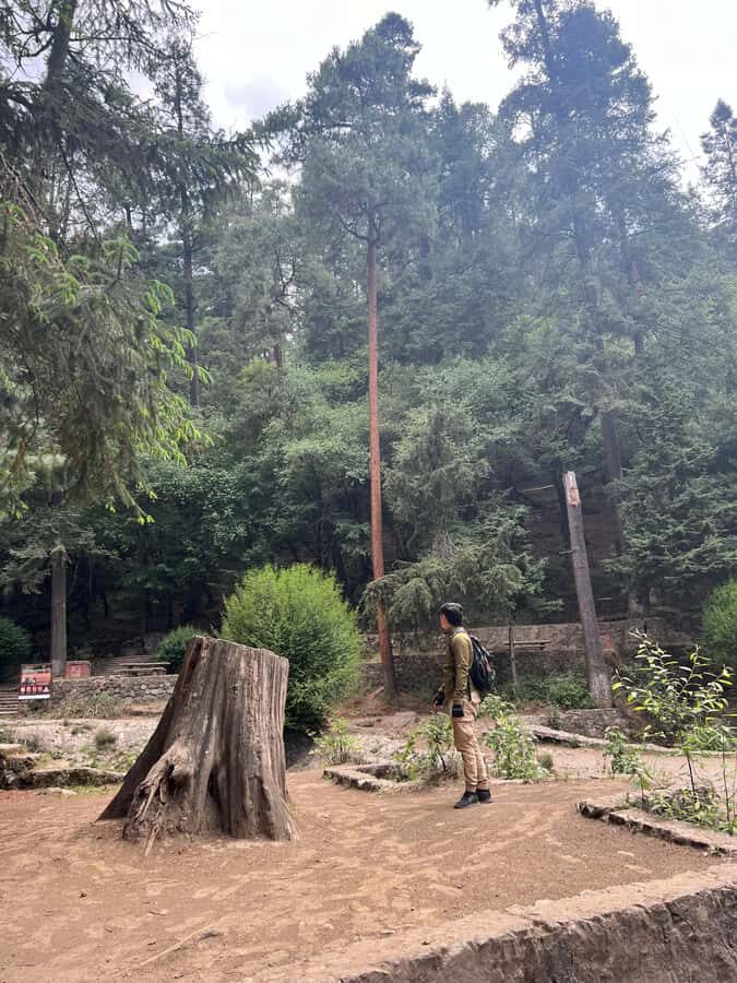 Mexico City: Hiking tour to the Desert of the Lions - The Value of This Tour