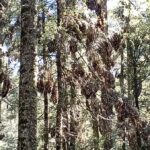 Mexico City: Monarch Butterfly Sanctuary Visit with Transfer - Practical Considerations