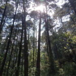 Mexico City: Morning Hiking at Mirador Coconetla - The Scenic Walk to Mirador Coconetla