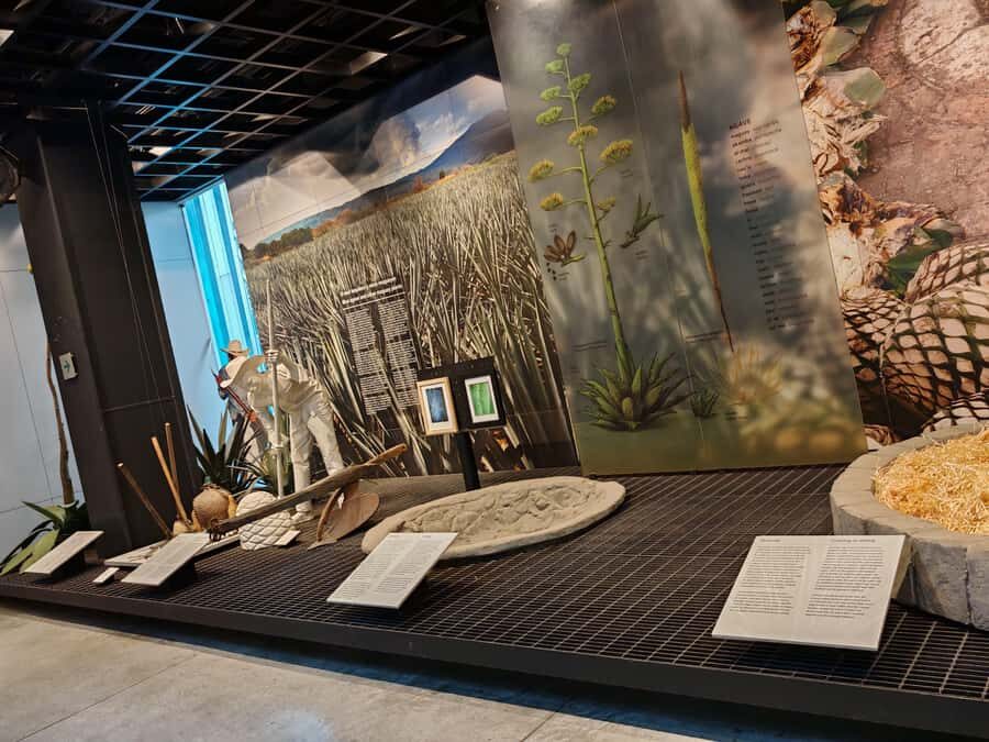 Mexico City: Vegan/Veggie Lucha Libre, Cantinas and Mariachi - Practical Details and Tips