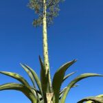 Mezcal Day Experience - Transportation & Group Size