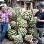 Mezcal Distillery Day Trip - Final Thoughts