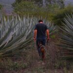 Mezcal Tour Oaxaca - Authenticity and Value