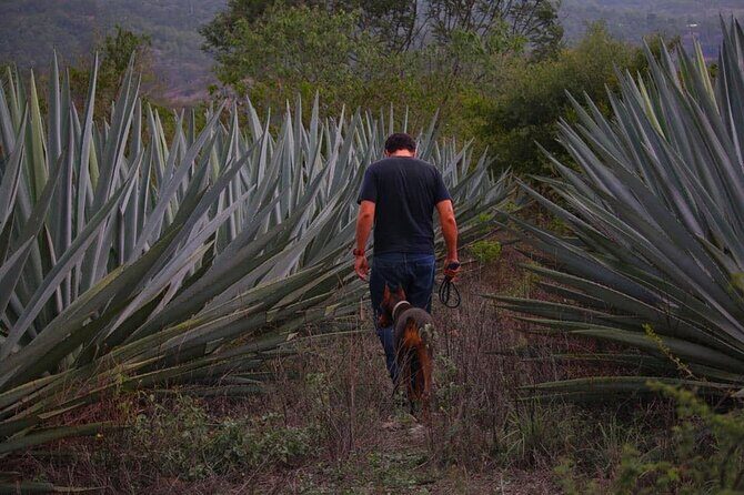 Mezcal Tour Oaxaca - Authenticity and Value
