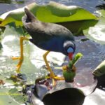 Miami: 1 Hour Everglades River of Grass Small Airboat Tour - Who Will Love This Tour?