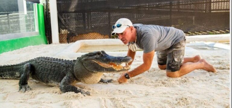 Miami Beach: Everglades Airboat Tours and Rides - Key Points