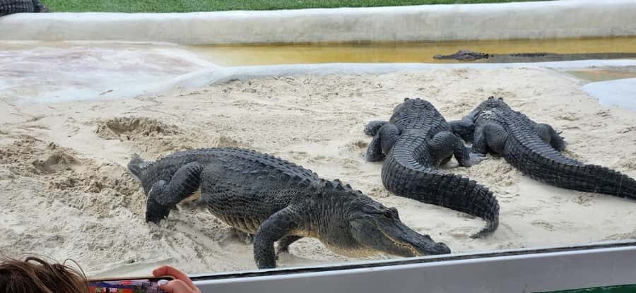 Miami: Everglades Airboat, Gator Encounter & Bus Transfer - Analyzing the Value