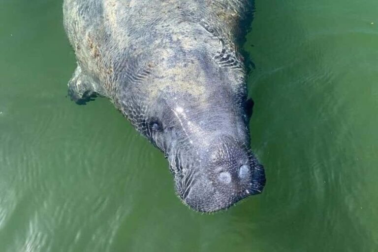 Miami: Everglades National Park Kayaking & Hiking Tour - What Makes This Tour Stand Out?