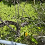 Miami: Everglades Small Group Tour in French - Who Should Consider This Tour?