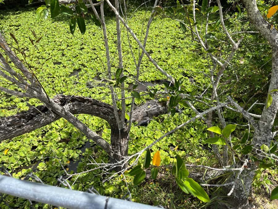 Miami: Everglades Small Group Tour in French - Who Should Consider This Tour?
