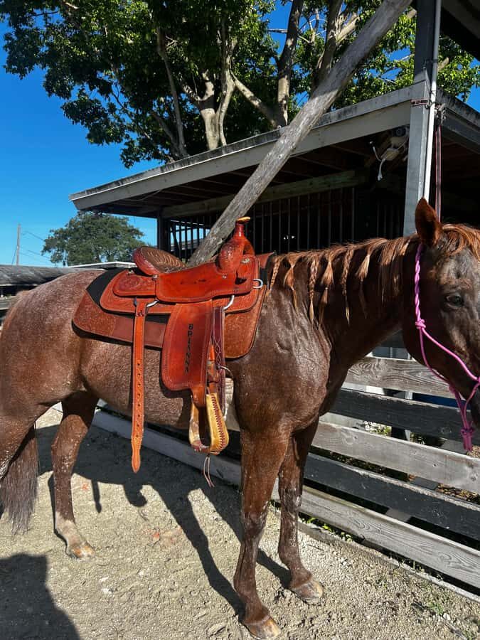 Miami: Horseback Riding Tour with Instructor - Who Will Love This Tour?