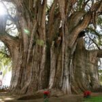 Mitla, Tule, Hierve el agua and Teotilán - Who Should Book This Tour?