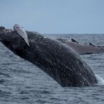 Moanas Waikk Whale Watching Exploration - Who Will Love This Tour?