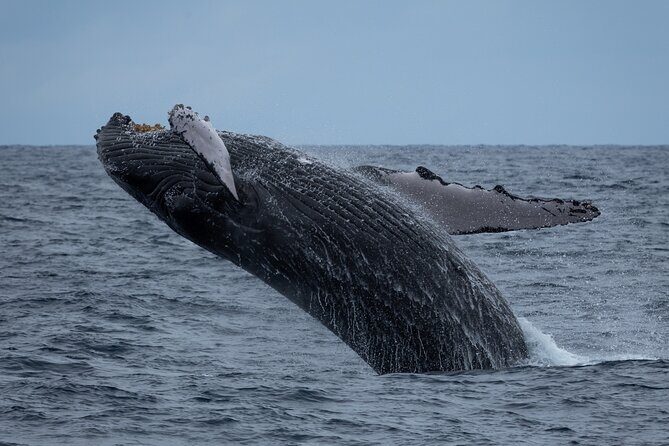 Moanas Waikk Whale Watching Exploration - Who Will Love This Tour?