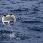 Mobula Ray Snorkeling - Is It Worth the Price?