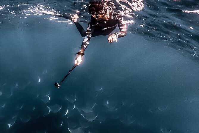 Mobula Ray Snorkeling with Photos Included - An Overview of the Mobula Ray Snorkeling Tour