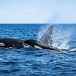 Mobulas and Cetaceans Day Trip - The Itinerary: What to Expect