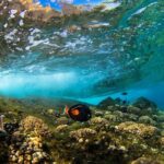 Molokini & Turtle Adventure: Small Group from Ma'alaea Harbor - Who Is This Tour Best For?