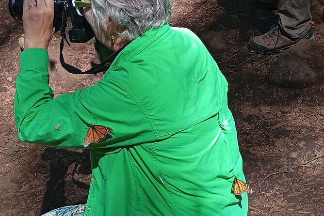 Monarch Butterflies El Rosario Preserve from Mexico City - FAQs