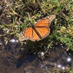 Monarch Butterfly Private Tour (Morelia) - Detailed Itinerary Breakdown