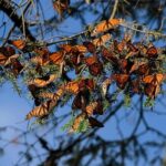 Monarch Butterfly Sanctuary Day Trip from Mexico City - Final Thoughts: Is This Tour Right for You?