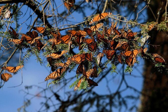 Monarch Butterfly Sanctuary Day Trip from Mexico City - Final Thoughts: Is This Tour Right for You?
