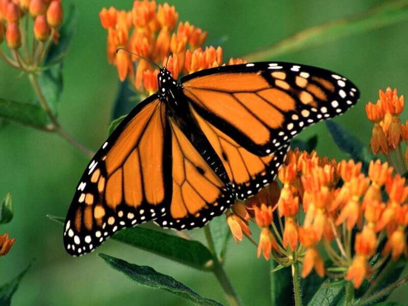 Monarch Butterfly Sanctuary Tour from Mexico City - The Itinerary in Detail