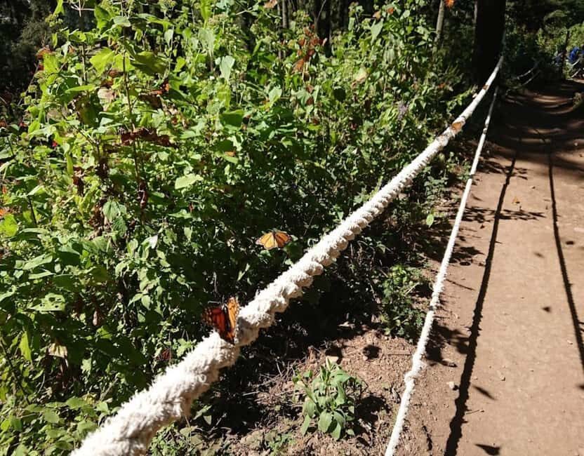 Monarch Butterfly - Who Would Love This Tour?