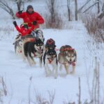 Mont Tremblant Dogsledding Valley Adventure - The Value of the Experience