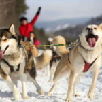 Mont-Tremblant: Guided Dogsledding Tour with Hot Chocolate - The Interaction with the Dogs and Post-Ride Activities