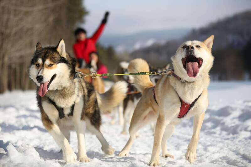 Mont-Tremblant: Guided Dogsledding Tour with Hot Chocolate - The Interaction with the Dogs and Post-Ride Activities